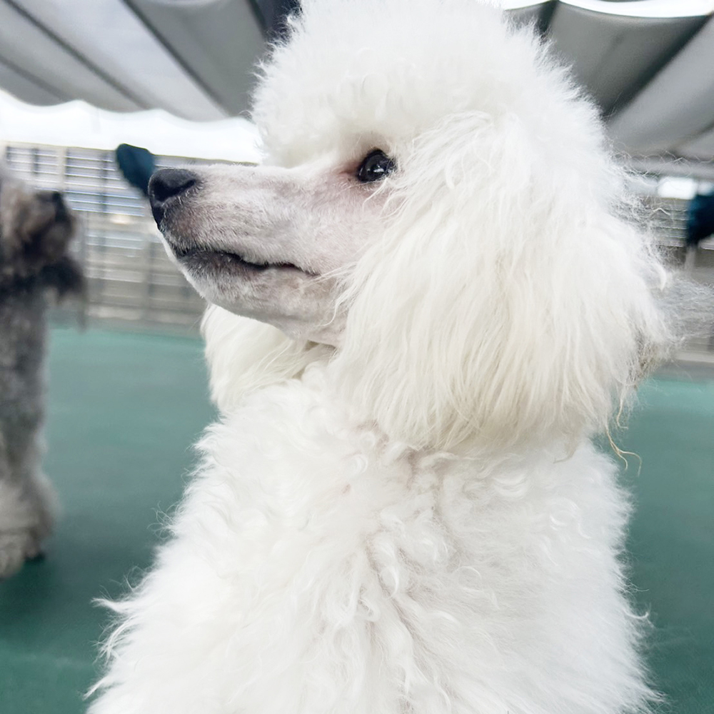 ☆生徒が撮影したモデル犬☆②